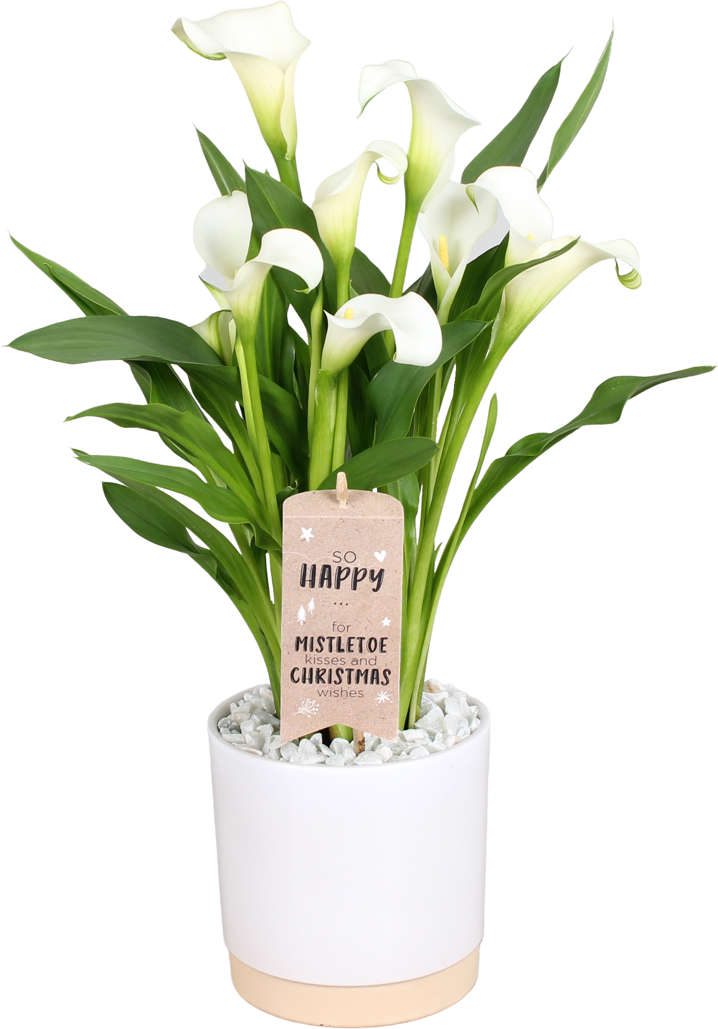 Calla Crystal Blush, Julia keramiek met griend, #SHC etiket, ø15