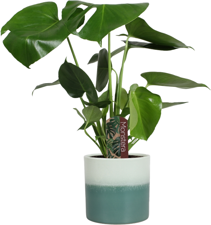 Monstera in Dubai keramike ø15