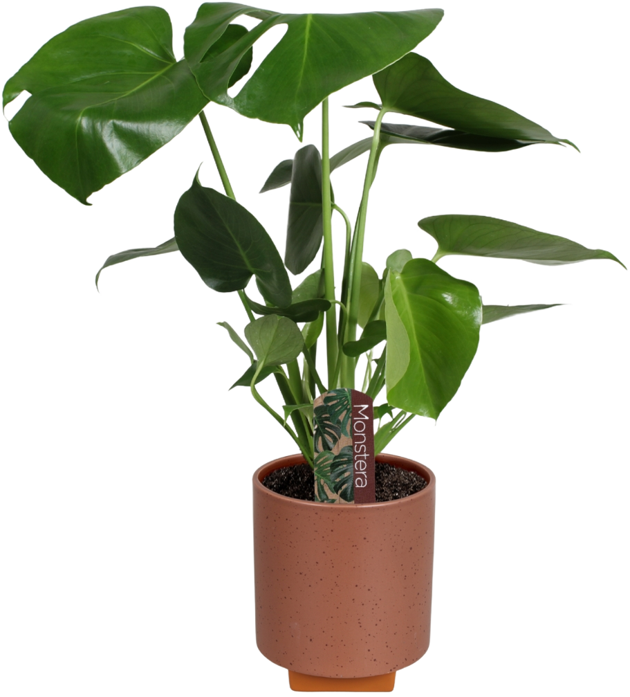 Monstera in Tokio lichtbruin