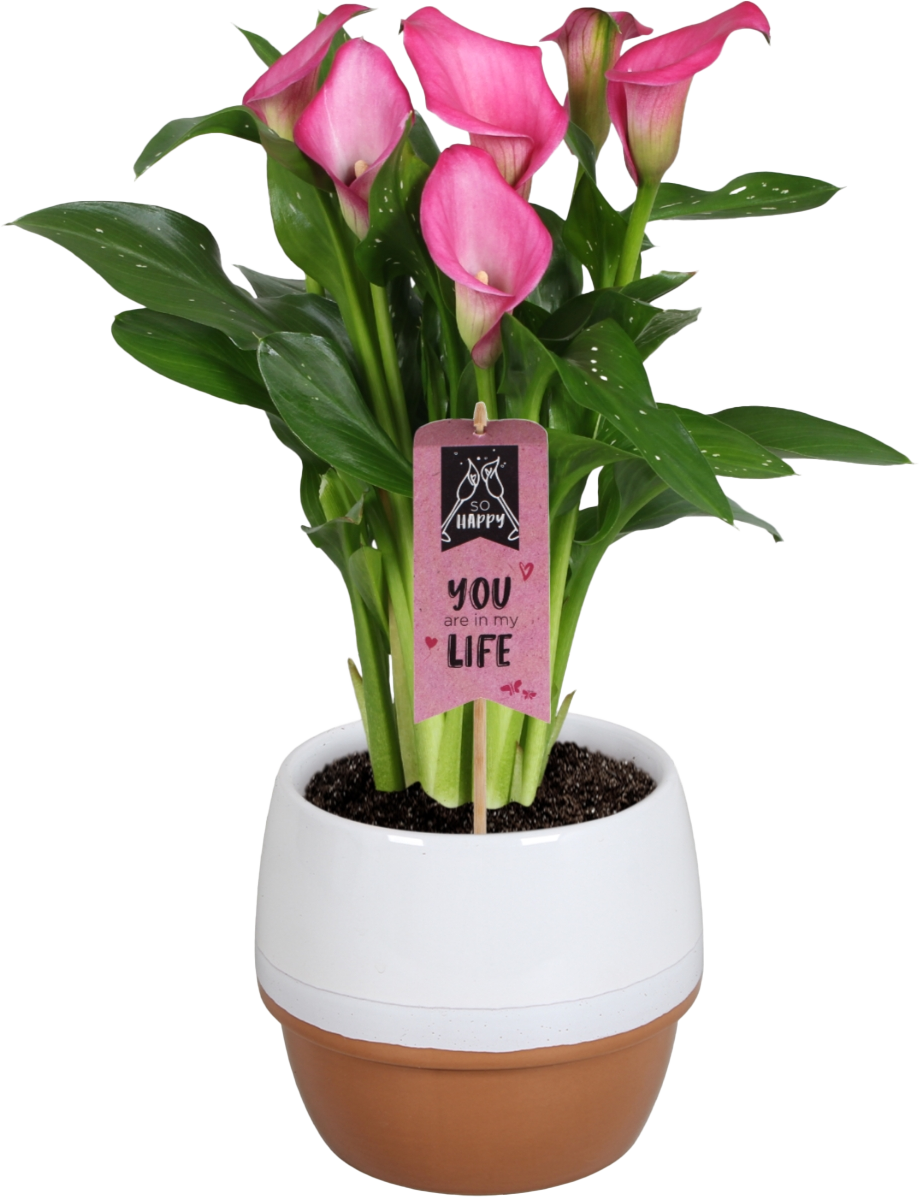 floraconcepts_image_1704700526
